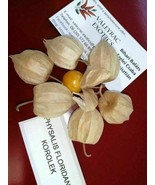 Korolek Ground Cherry - Physalis floridana - 20+ seeds - So 047 - £2.34 GBP