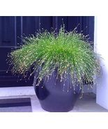 50 Seeds Optic Fiber Grass Isolepis Cernuas Slender Green Foliage Indoor... - £14.87 GBP