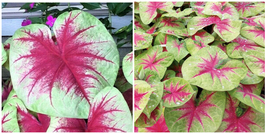 2ct. Caladium Lemon Blush Bulbs - £34.36 GBP