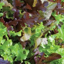 Gourmet Lettuce Mix Organic Seeds Gardening USA SELLER - $5.98