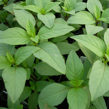 USA SELLER Lime Basil Seeds 200 Seeds 1127 Fast Shipping - $8.99