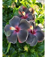 SRN 20 Hibiscus Seeds Flowers Flower Seed Perennial Bloom Yellow Black G... - $424.36 MXN