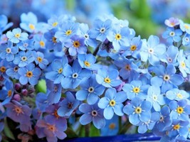 401 Chinese Forget Me Not Seeds Summer Fall Garden Container Wildflower Blooms  - £9.41 GBP