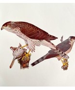 Cooper Hawk And Sharp Shinned 1936 Bird Art Lithograph Color Plate Print... - $39.99