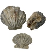 3 Large Fossil Scallop Shell Pliocene Epoch Virginia Chesapecten Jeffers... - $23.84