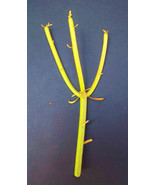 Euphorbia Tirucalli Pencil Cactus Plant Fire On Stick Flame Cuttings Cut... - $515.39 MXN