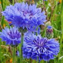 Tall Blue Cornflower Bachelor Button Seeds 200+ Flower Centaurea Cyanus ... - $5.74