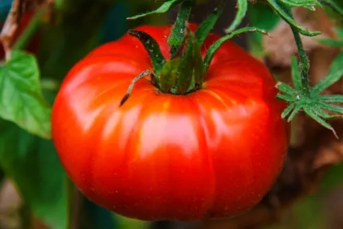 50+ Abe Lincoln Tomato Seeds Non Gmo Resistant To Early Blight Pin Fresh Garden - £6.44 GBP