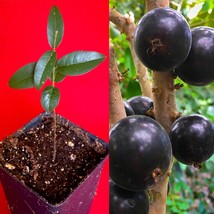 Grimal Jaboticaba Plinia sp. Peluda de Alagoas Grape Fruit Tree Seedling... - £21.64 GBP