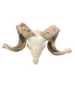 Real Ram Skull - Merino Ram Skull - Approximate Size: 22&quot;X12X9&quot; Sheep Sk... - €279,43 EUR