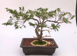 Savin Juniper Bonsai Tree Trained in Jin Style (Juniperus sabina) - £1,285.94 GBP
