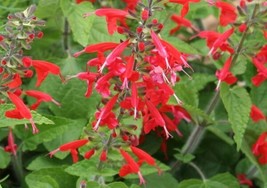 TH 40 Seeds Salvia Hummingbird Lady In Red Sage Flower Seeds / Deer Resistant Pe - £11.58 GBP