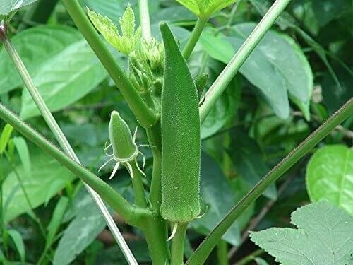 Clemson Spineless Okra HEIRLOOM 30+ seeds PREMIUM strain 100% Organic Grown USA