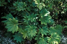 10 Pcs Japanese Aralia Seeds #MNHG - £9.82 GBP