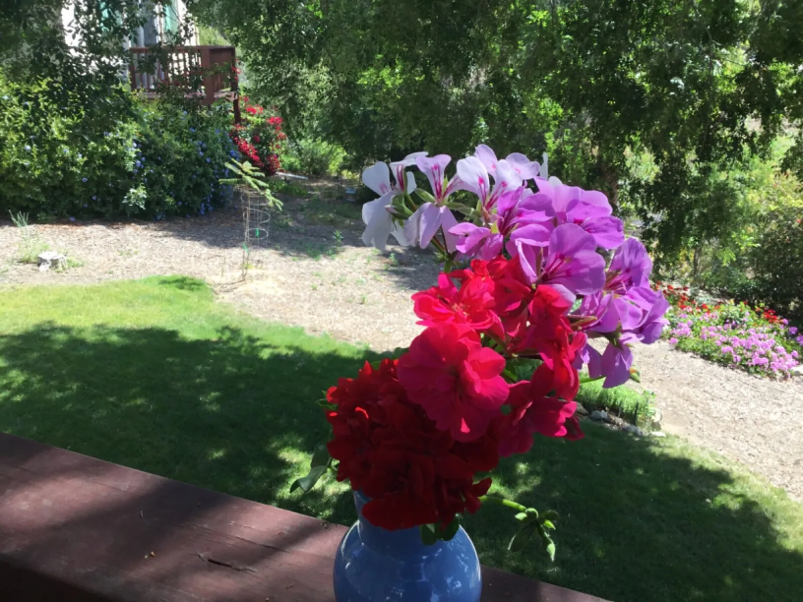 Ivy Geranium Four Colors 8 Cuttings For Rooting Fresh Garden