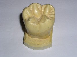 Dental Tooth Model Plaster Cast For Anatomy Morphology Teaching Lower 1s... - £14.36 GBP