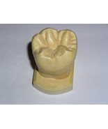 Dental Tooth Model Plaster Cast For Anatomy Morphology Teaching Lower 1s... - $24.43 CAD