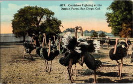 Vtg Expo Postcard California San Diego Ostriches Fighting at the farm - $6.43