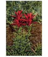 Indian Paintbrush Also Called The Indian Pink Flower Postcard - £5.41 GBP