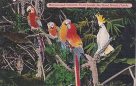 Miami Florida FL Parrot Jungle Macaws and Cockatoo Postcard D19 - £2.36 GBP