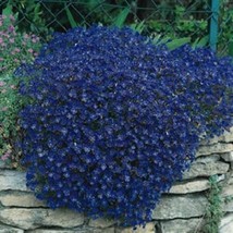 PowerOn 50+ Aubrieta Bright Blue Rock Cress Flower Seeds / Perennial / Deer Resi - £5.86 GBP