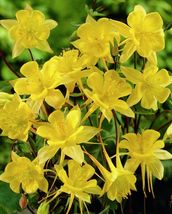 150 Sunshine Yellow Columbine Aquilegia Perennial Flower Seeds From US - $10.00