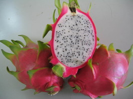 Dragon Fruits Plant - White - $45.00