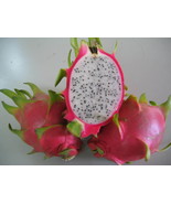Dragon Fruits Plant - White - $852.74 MXN