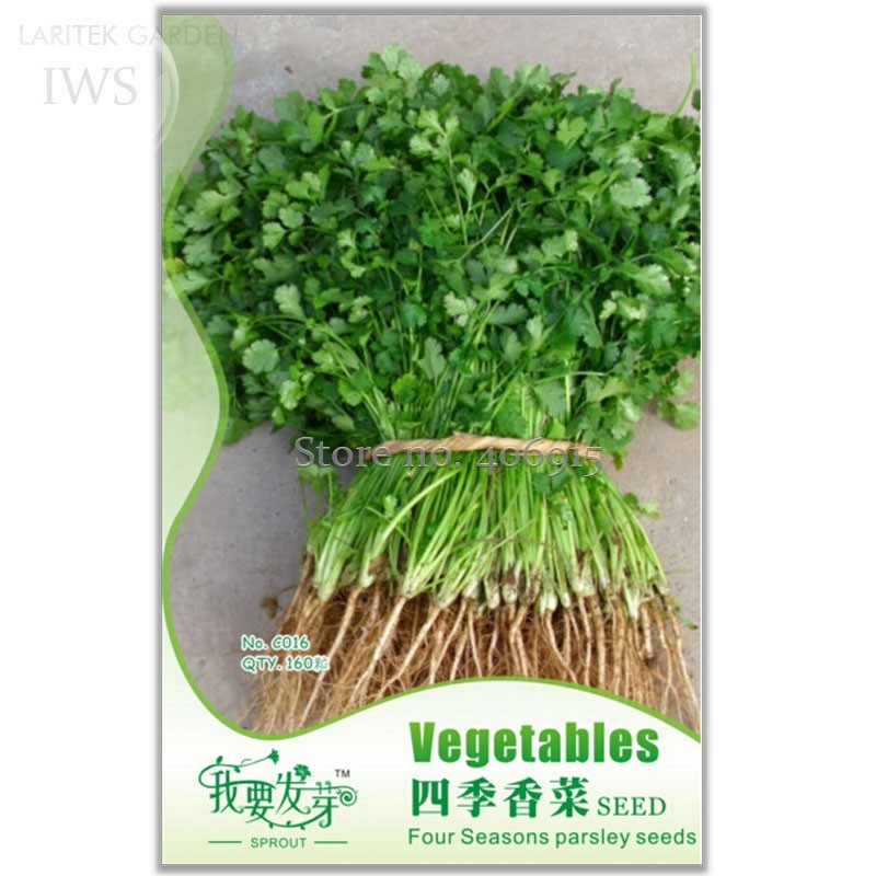 Four Seasons Parsley Seeds Organic Coriander Seeds Pack 160 Seeds Authentic Deli