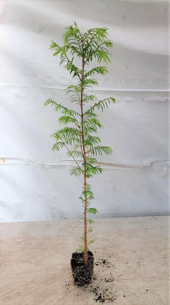 3 Live Plant Dawn Redwood Trees Starter Plant - $91.98