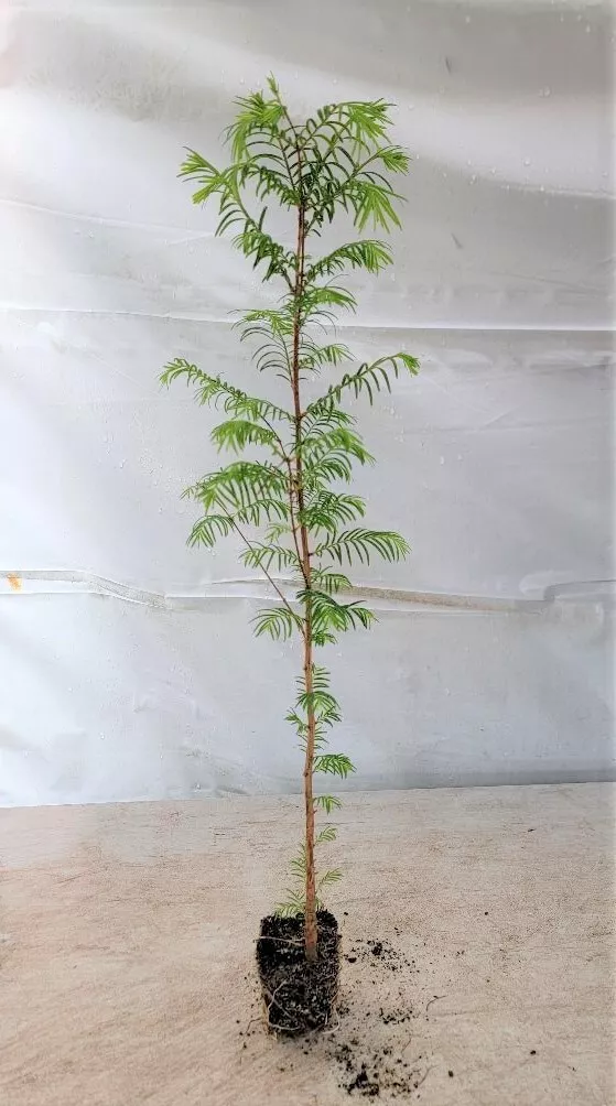 3 Live Plant Dawn Redwood Trees Starter Plant - £69.12 GBP