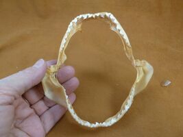 sj470-205) 5" Tiger SHARK B grade jaw sharks jaws teeth taxidermy educat... - $34.99