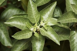 Indian Ginseng -25 Seeds- Ashwaganda-See Description Below- evergreen shrub -  - - £3.98 GBP