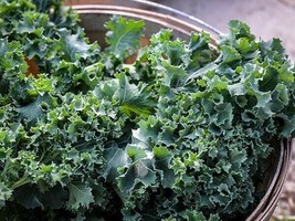 Fresh Garden 200 Kale Dwarf Siberian Seeds NON-GMO  Ships Fast - £7.10 GBP