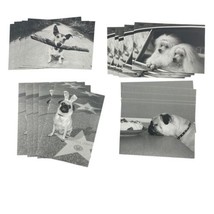 Graphique Blank Note Cards Cute Dogs Poodles Pugs and Jack Russell Terrier - £14.50 GBP