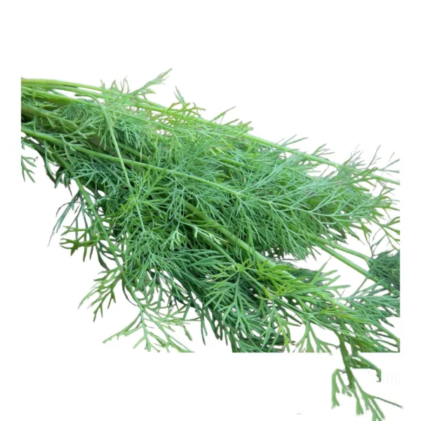 500 + Mammoth Long Island Dill Seeds Heirloom Non-Gmo Fresh Seeds Garden - £2.81 GBP