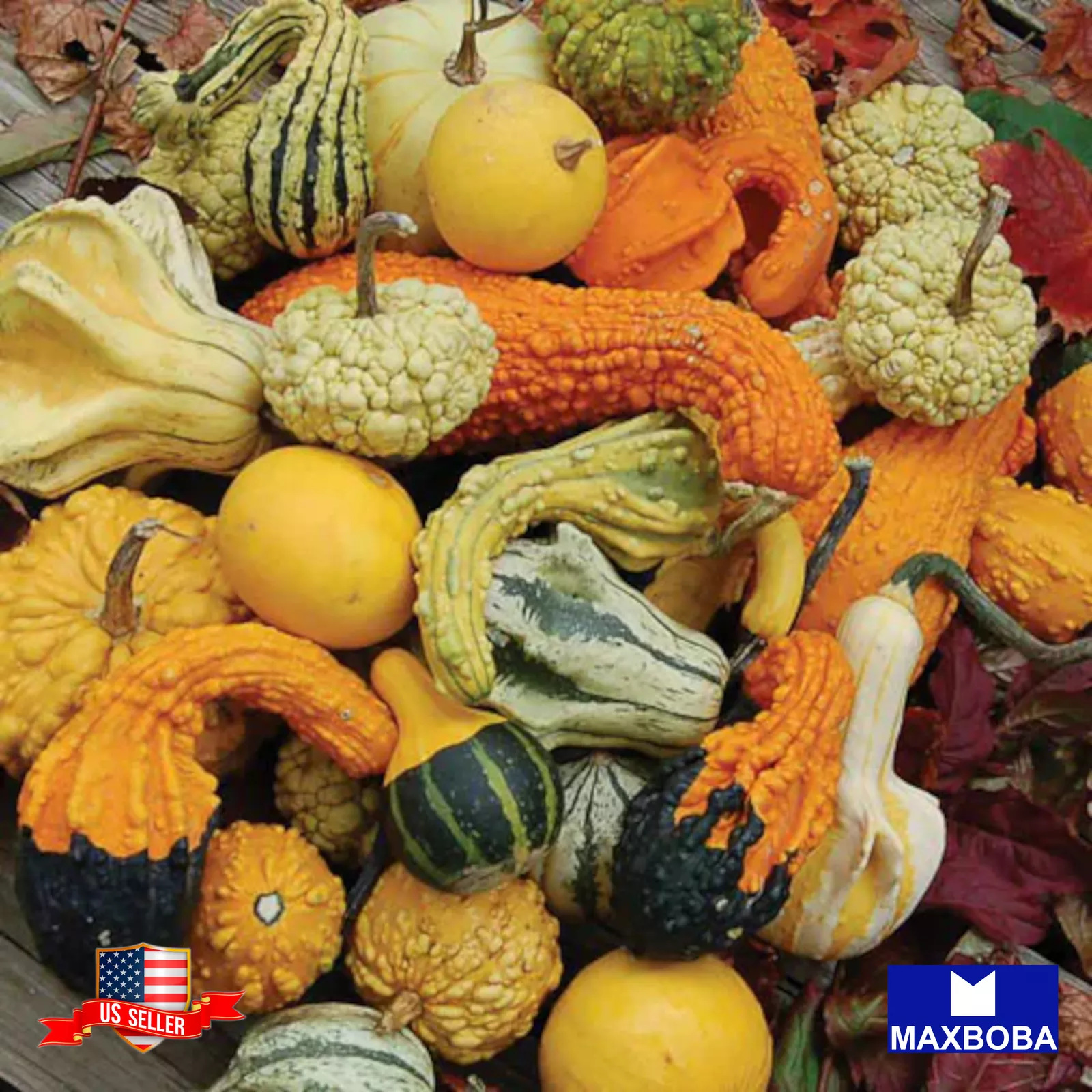 70 Large &amp; Small Mix Gourds Seeds Non-GMO Heirloom BTGO 75% OFF - $10.42