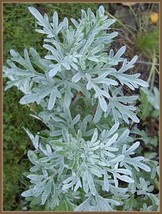 200 Wormwood Seeds Artemisia Absinthium Good Germination - $8.91