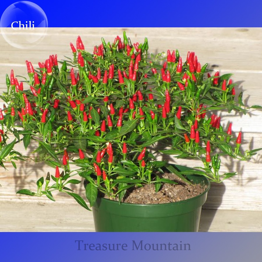 Thai Sun Hot Pepper Capsicum Annuum Ornamental Chili Seeds Pack 100 Seed... - $6.96