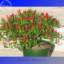 Thai Sun Hot Pepper Capsicum Annuum Ornamental Chili Seeds Pack 100 Seed... - $129.20 MXN