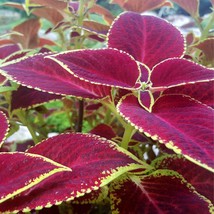 Exquisite Caladium Seed Collection - 10 Assorted Seeds, Create Your Own Lush Rai - £5.86 GBP