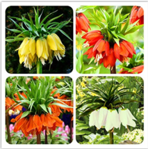 30 Seeds Crown Imperial Bonsai Wang Fritillaria Bonsai Ground Cover Plant See Ra - $4.32