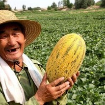 New Fresh Seeds 15 China Hami Melon Seeds - $10.98