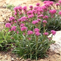 50 Seeds Lychnis Alpina Heirloom Seeds Garden Ready Fast - £6.61 GBP