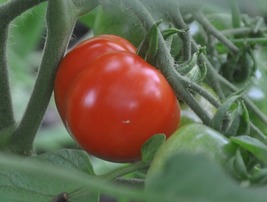 Stupice Tomato Plant Very Early/Exceptional Taste 2.5&quot; Pot - £20.84 GBP