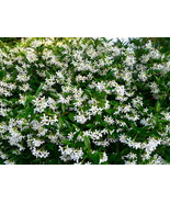 Trachelospermum Jasminoides Madison Hardy Jasmine Seeds Fresh USA Fast S... - $14.98