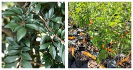 1 QT Chinese Elm Tree Lacebark Live Plant Great for Bonsai Garden - $54.95
