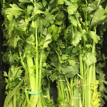 PWO Chinese Celery Seeds, Yellow Stem, NON-GMO, Heirloom, FREE SHIPPING - $3.69