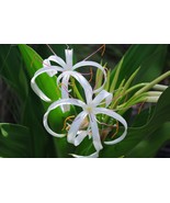Lycoris albiflora - Giant White Spider Lily Seeds - £12.57 GBP