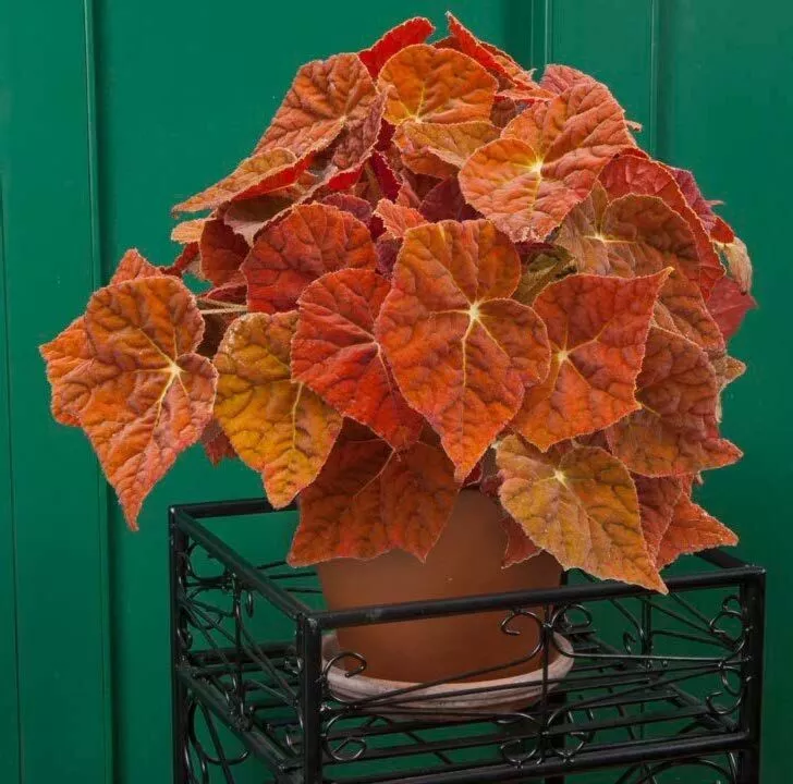 15 Seeds Begonia ‘Autumn Ember’ – Colorful Foliage Houseplant for Garden - $10.00